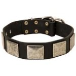 Handcrafted Cane Corso Leather Dog Collar with Vintage Nickel Plates