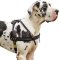 Excellent Pulling/Tracking Leather Dog Harness for Great Dane