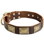 Walking and Training Cane Corso Collar with Vintage Plates