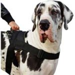 All-Weather Nylon Great Dane Dog Harness with All Over Padding