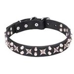 'Shining Stars' Fantastic Leather Cane Corso Collar with Chrome Plated Parts