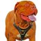 Best Tracking Dogue de Bordeaux Leather Harness-Extra Durable Dog Accessory