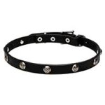 Designer Leather Cane Corso Collar with Embossed Nickel Plated Half-Spheres