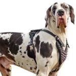 Conspicuous Leather Dog Harness with Fine Spikes for Great Dane