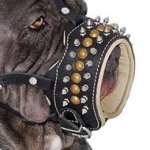Padded Leather Muzzle with Spikes for Cane Corso