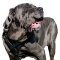 Classic Protection Leather Dog Harness for Mastino Napoletano's Attack Work