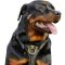 Well-Made Tracking Leather Dog Harness-Exclusive Creation for Great Rottweilers