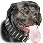 Wide 2 inch Leather Cane Corso Collar with Studs and Spikes