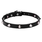 Awesome Leather Cane Corso Collar with Shiny Truncated Cones