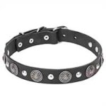 'Shiny Charm' Leather Cane Corso Collar with Chrome Plated Conchos and Half-balls