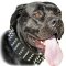 Wide 2 inch Leather Cane Corso Collar with Studs and Spikes