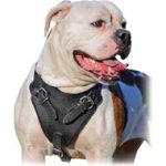 Attack Training Bulldog Breed Harness with Thick Soft Chest Padding
