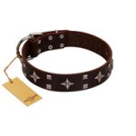"Trendy Candy" FDT Artisan Brown Leather Cane Corso Collar Adorned with Stars and Tiny Squares