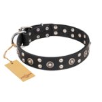 "Refined Essence" FDT Artisan Black Leather Cane Corso Collar with Silvery Studs
