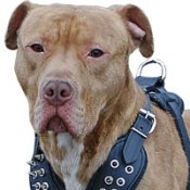American-Pitbull-Gear-Muzzles-Harness-Collars