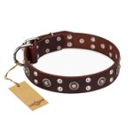 "Pirate Treasure" FDT Artisan Exciting Brown Leather Cane Corso Collar with Studs