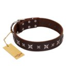 "Stellar Fairy " FDT Artisan Brown Leather Cane Corso Collar with Chrome-plated Star-like Decorations