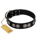 "Magic Amulete" Handcrafted FDT Artisan Black Leather Cane Corso Collar with Chrome-Plated Shields