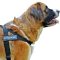 Weatherproof Nylon Patch Dog Harness For Moscow Watchdog's Service Work