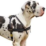 Excellent Pulling/Tracking Leather Dog Harness for Great Dane