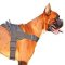 Most Practical Multipurpose Nylon Dog Harness for Boxer Dog