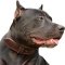 Gorgeous Wide Leather Dog Collar for Strong Pitbull dogs