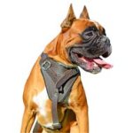 Attack/Agitation Training Leather Dog Harness for Comfort of Boxer