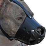 Super Comfortable Cane Corso Everyday Leather Dog Muzzle