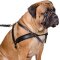 Bullmastiff Pulling & Tracking Leather Dog Harness