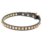 Admirable Leather Cane Corso Collar with Brass Plated Pyramids