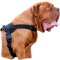 Comfortable Nylon Dog Harness-Padded Dogue de Bordeaux Breed Harness