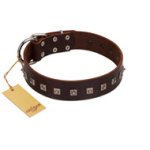 "Kingly Grace" FDT Artisan Brown Leather Cane Corso Collar with Silver-like Dotted Studs