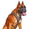Fancy Leather Dog Harness with Goldish Studs for Boxer dog breed