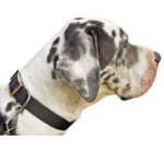 Ultra Lightweight Nylon Dog Collar Developed for Great Dane