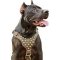 Exquisite Leather Dog Harness with Goldish Studs for Pitbulls