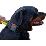 Weatherproof Nylon Dog Collar with Handle for Rottweiler dog breed
