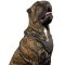 Adjustable Cane Corso Leather Dog Harness with Steel / Brass Spikes