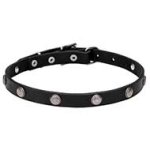 "Antique Flowers" Leather Cane Corso Collar with Chrome Plated Round Studs 4/5 inches (20 mm) wide