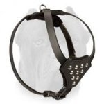 Walking Leather Cane Corso Puppy Harness