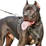 Protective Leather Pitbull Dog Harness for Attack/Agitation Training