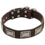 Exclusive Leather Cane Corso Collar with Massive Nickle Plates