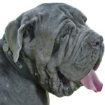 Sophisticated Leather Dog Collar for English Mastiff