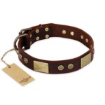 "Shining Armour" FDT Artisan Brown Leather Cane Corso Collar with Decorations