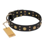 "Cosmic Glow" FDT Artisan Black Leather Cane Corso Collar with Brass-Plated Studs