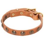 Elegant Leather Dog Collar for Cane Corso Decorated with Half Spheres
