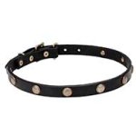 Wide Leather Cane Corso Collar with 'Embossed Daisy' Brass Studs 3/4 Inch (20 mm)