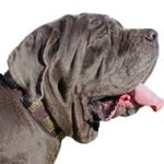 Fashion Leather Dog Collar with Trendy Plates for Mastino Napoletano Gladiator