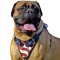 American Flag Painted Leather Dog Harness Designed for Bullmastiffs
