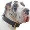 Stylish Leather Dog Collar of Ideal Width for Great Dane