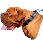 Custom Nylon Dog Collar With Identification Patches